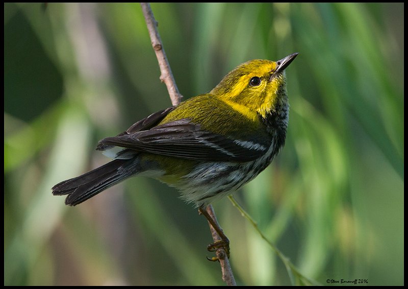 _6SB1709 black-throated green warbler.jpg